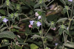 Strobilanthes heyneanus
